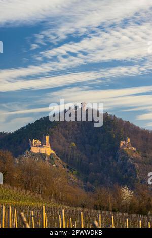 Ruinen von Chateau de Saint-Ulrich, Ruinen von Chateau du Girsberg und Chateau du Haut-Ribeaupierre in der Nähe von Ribeauville, Elsass, Frankreich Stockfoto
