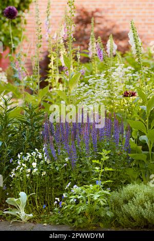 Bluebell, Lavender und Foxhandschuhe wachsen im Freien. Lila und weiß blühen in Harmonie mit der Natur, ruhige wilde Pflanzen in einem Zen, ruhiger Garten. Beau Stockfoto