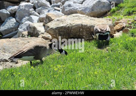 Zwei ausgewachsene Kanadiergänse (Branta canadensis). Hauptsächlich im und in der Nähe des Teichs, Schwimmen, Füttern und Grasen im und um das Wasser. Zwei Turteltäubchen! Stockfoto