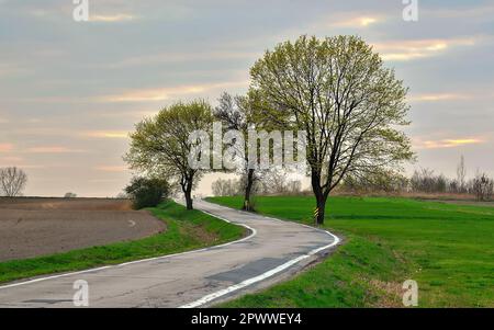 Landstraße zwischen grünen Quellbäumen. Die gewundene Route führt durch die Felder in Tychy, Polen. Stockfoto