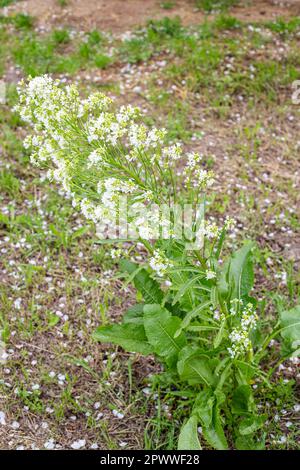 Grüne Meerrettichpflanze mit duftenden weißen Blüten im Frühling. Meerrettich-Blüte. Stockfoto