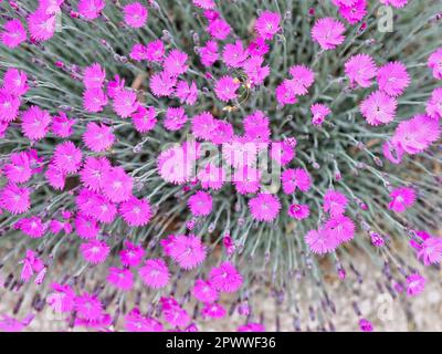 Makrohintergrund für die Nahaufnahme der pinkfarbenen Dianthus-Blume für Konstruktionen Stockfoto