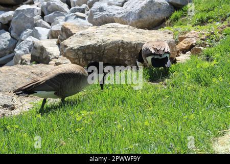 Zwei ausgewachsene Kanadiergänse (Branta canadensis). Hauptsächlich im und in der Nähe des Teichs, Schwimmen, Füttern und Grasen im und um das Wasser. Zwei Turteltäubchen! Stockfoto