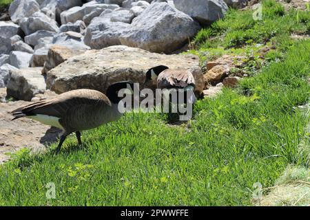 Zwei ausgewachsene Kanadiergänse (Branta canadensis). Hauptsächlich im und in der Nähe des Teichs, Schwimmen, Füttern und Grasen im und um das Wasser. Zwei Turteltäubchen! Stockfoto