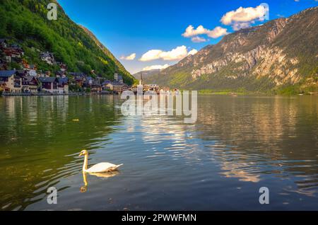 Wunderschöne Stadt Hallstatt in Österreich. Berühmtes Bergdorf Hallstatt und Schwan am Alpensee Hallstatter See, österreichische Alpen. Stockfoto