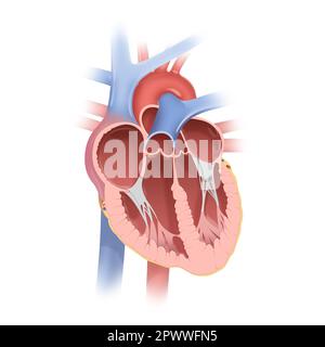 Anatomie des menschlichen Herzens Stockfoto