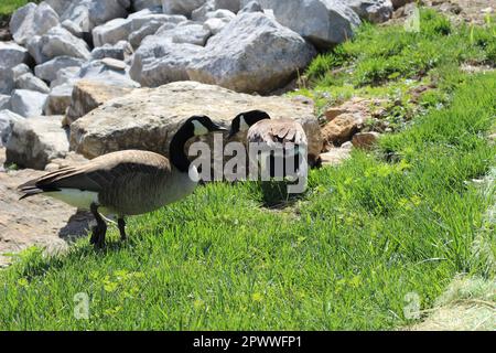 Zwei ausgewachsene Kanadiergänse (Branta canadensis). Hauptsächlich im und in der Nähe des Teichs, Schwimmen, Füttern und Grasen im und um das Wasser. Zwei Turteltäubchen! Stockfoto