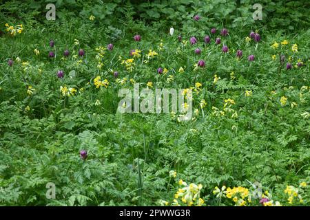 Fritillaria meleagris auf einer Wildwiese Stockfoto