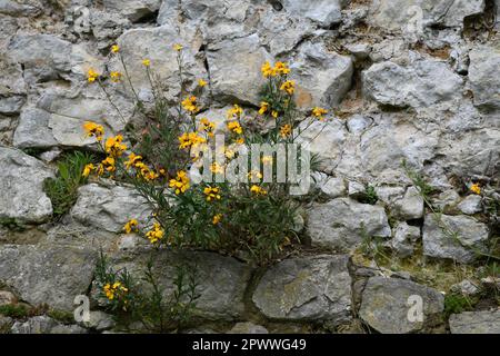 Wandblumen in Steinmauer Stockfoto