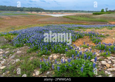 Bluebonnet (Lupines) in Muleshoe Bend Recreation Area, Spicewood, Texas, mit Lake Travis entfernt. Stockfoto