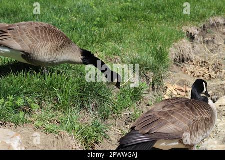 Zwei ausgewachsene Kanadiergänse (Branta canadensis). Hauptsächlich im und in der Nähe des Teichs, Schwimmen, Füttern und Grasen im und um das Wasser. Zwei Turteltäubchen! Stockfoto