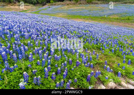 Bluebonnet (Lupines) in Muleshoe Bend Recreation Area, Spicewood, Texas. Stockfoto