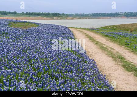 Bluebonnet (Lupines) in Muleshoe Bend Recreation Area, Spicewood, Texas, mit Lake Travis entfernt. Stockfoto