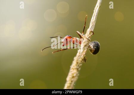 Eine Ameise klettert einen Grashalm neben einem Ameisenhügel auf und ab. Stockfoto