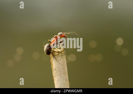 Eine Ameise klettert einen Grashalm neben einem Ameisenhügel auf und ab. Stockfoto