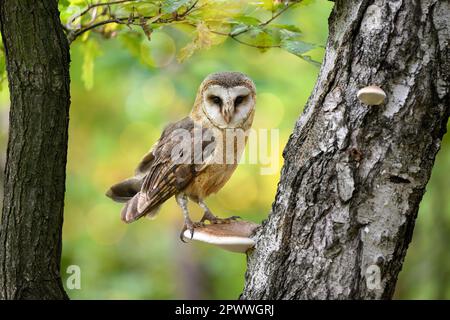 Eine Scheuneneule sitzt auf einem Pilz, der auf einem Baumstamm wächst. Stockfoto