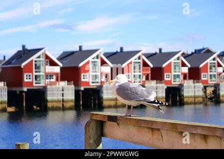 Nahaufnahme einer Möwe vor Svolvaer, Lofoten, Norwegen Stockfoto