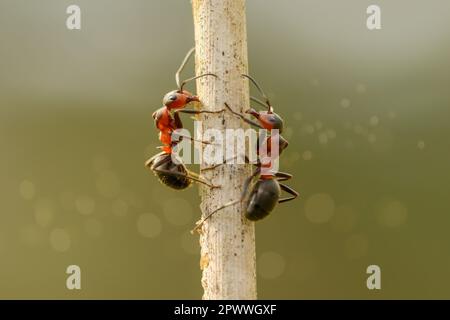 Eine Ameise klettert einen Grashalm neben einem Ameisenhügel auf und ab. Stockfoto