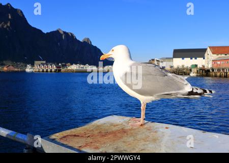 Nahaufnahme einer Möwe vor Svolvaer, Lofoten, Norwegen Stockfoto