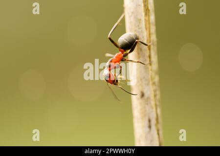 Eine Ameise klettert einen Grashalm neben einem Ameisenhügel auf und ab. Stockfoto