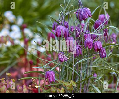 Lila karierte Lilienblumen in einem üppigen grünen Garten an einem sonnigen Tag in der Natur. Wunderschöne Landschaft von fritillaria meleagris mit Laub und g Stockfoto