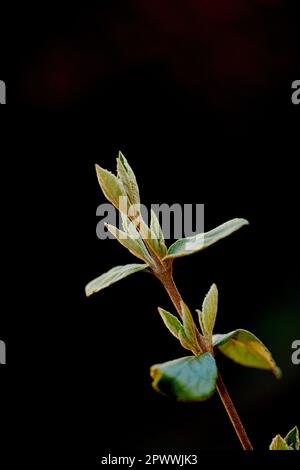 Schauen Sie sich die Bio-Blumen an, die in der Saison wachsen, reifen und aufgehen. Details zum grünen arrowwood-Werk. Verschlüsse eines leatherleaf-Viburnum in Studio-Isol Stockfoto