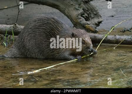 Eurasischer/Europäischer Biber (Castor Fiber), der einen frühmorgendlichen Imbiss auf dem River Tay, Perthshire, Schottland, Großbritannien, serviert. Stockfoto