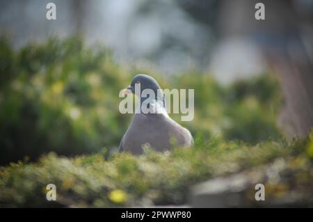 Eine Holztaube (Columba palumbus), umgeben von Efeu, East Yorkshire, England Stockfoto