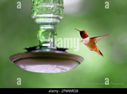 Männlicher Roufus-Kolibri Stockfoto