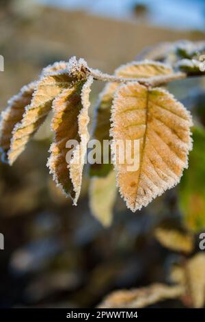 Gefrorene Blätter einer Buchenhecke Stockfoto