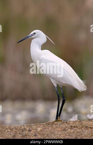 Der kleine Egret (Egretta garzetta) am Rand eines Teiches Stockfoto