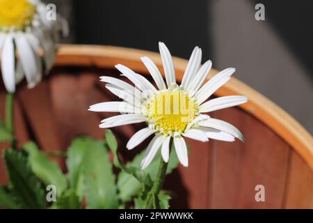 Shasta Daisies badet im Frühling in der Sonne auf der Veranda, weiße Blütenblätter und komplizierte Details durchdringen das Bild. Wer liebt Gänseblümchen nicht??? Stockfoto