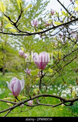 Magnolienbäume blühen im Frühlingsgarten - blühender Magnolienbaum mit großen rosa Blumen Stockfoto