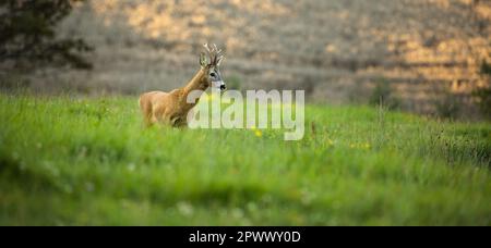 Majestätische Rehe auf der Weide in warmem Abendlicht Stockfoto