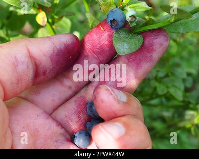 Mit der Hand gemeine Blaubeeren pflücken. Finger mit Blaubeersaft befleckt. Heidelbeere oder Blaubeermyrte Vaccinium myrtillus, ein niedrig wachsender Strauch, Gattung Stockfoto