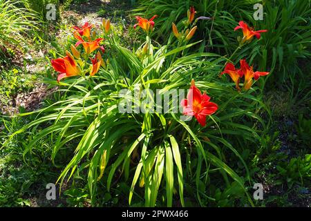 Hemerocallis Hybrid Anzac ist eine Gattung von Pflanzen der Familie Lilaynikov Asphodelaceae. Wunderschöne rote Lilienblüten mit sechs Blütenblättern. Lange, dünne, grüne lea Stockfoto