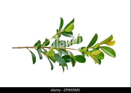 Blattrebe isoliert auf weißem Hintergrund Stockfoto