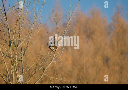 Der junge Stellersche Seeadler Haliaeetus pelagicus. Kiyosato. Hokkaido. Japan. Stockfoto