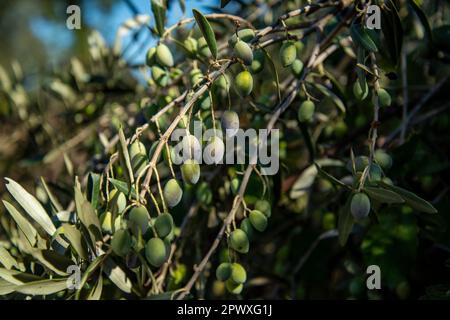 Olivenbäume in Almendres in der Nähe der Stadt Evora in Alentejo in Portugal. Portugal, Evora, Oktober 2021 Stockfoto