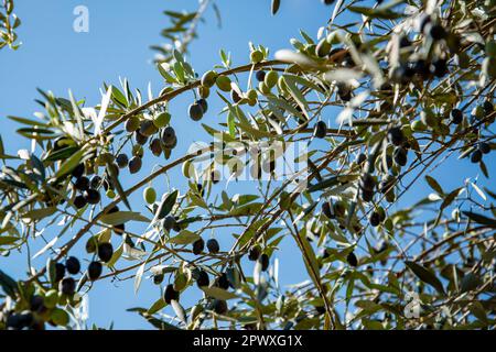 Olivenbäume in Almendres in der Nähe der Stadt Evora in Alentejo in Portugal. Portugal, Evora, Oktober 2021 Stockfoto