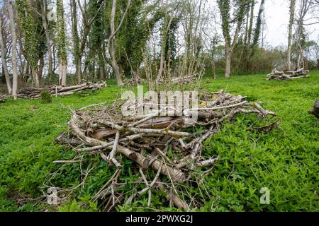 Haselnudeln, individuelle Coppice Hocker mit Baumzäunen um sie herum zum Schutz vor Hirschen, Waldbewirtschaftung Methode, Hampshire, England, Großbritannien Stockfoto