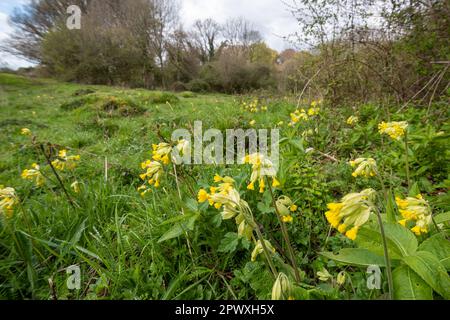 Cowslips (Primula veris), gelbe Wildblumen auf Noar Hill SSSI, Selborne, Hampshire, England, Vereinigtes Königreich, Ende April oder Frühling Stockfoto