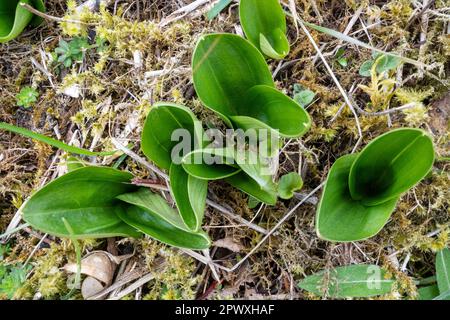 Breite Blätter von gemeiner Zwillingsklinge (Neottia ovata) auf Kreidegrasland im April, England, Vereinigtes Königreich Stockfoto