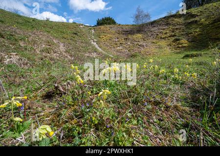 Cowslips (Primula veris), gelbe Wildblumen auf Noar Hill SSSI, Selborne, Hampshire, England, Vereinigtes Königreich, Ende April oder Frühling Stockfoto