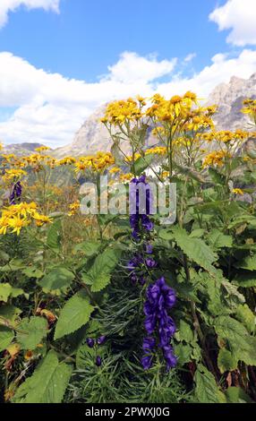 Gelbe alpine Arnica-Blüten und andere blühende Pflanzen auf der Hochgebirgswiese und die europäischen alpen im Hintergrund Stockfoto