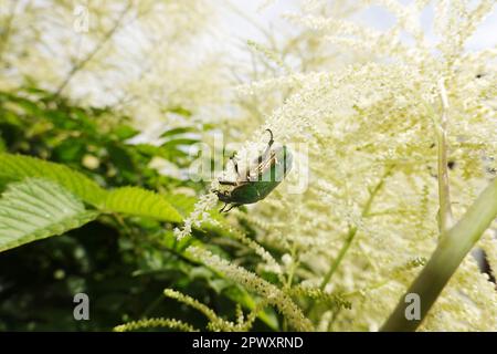 Goldglänzender Rosenkäfer (Cetonia aurata) an den Blüten des Wald-Geissbart (Aruncus dioicus) Stockfoto