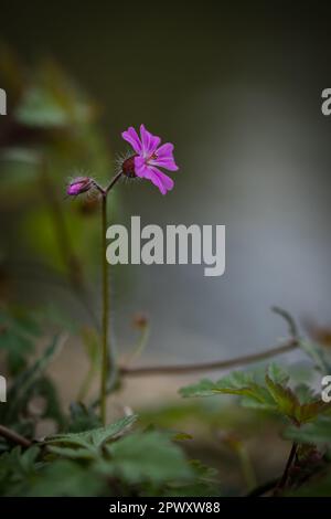 Einzelne rosa Blume, kleines Rotkehlchen (Geranium purpureum) blühen im Frühling, Hampshire, England. Stockfoto