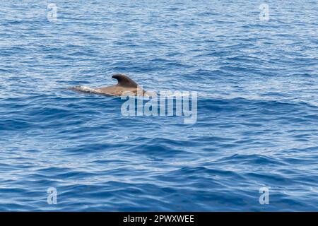 Kurzflossen Grindwale aus dem Touristenboot zwischen Costa Adeje/Las Americas und La Gomera Island. Teneriffa, Kanarische Inseln (April 2023) Stockfoto