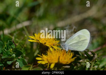 Holz weißer Schmetterling auf einer Löwenzahn Blume in der freien Natur, frühen Frühling Stockfoto