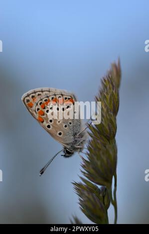 Gewöhnlicher Blauer kleiner Schmetterling aus der Nähe in der Natur, auf einer Pflanze, Makro-Natur. Blaugraue Buttefly, auf einem natürlichen Pflanzenhintergrund. Stockfoto